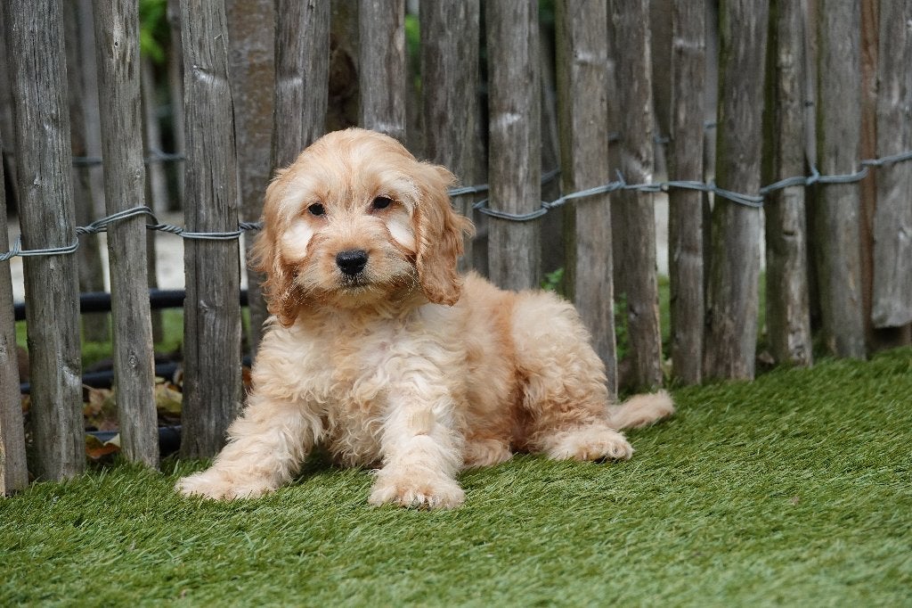 Prachtige Abrikoze en Sable Cockapoo pups (geteste ouders), België, Overige rassen, CDV (hondenziekte), 8 tot 15 weken