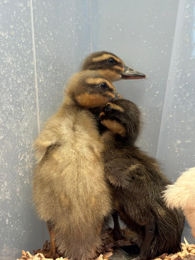 3 jonge loopeenden, Geslacht onbekend, Eend