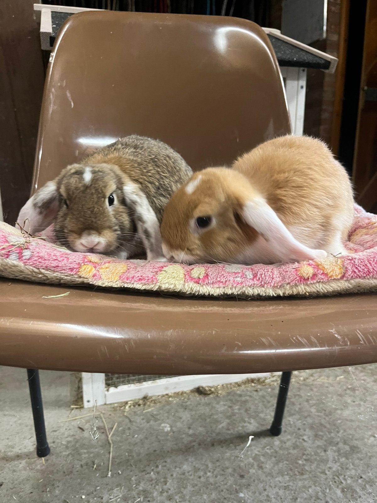 Mini lops, Mannelijk