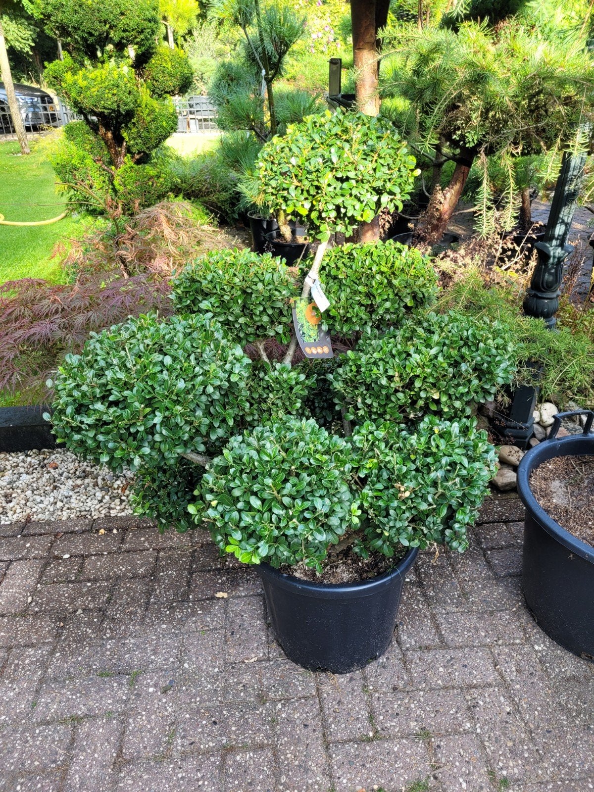 Ilex Crenata Green Lustre Vormsnoei - Japanse Hulst, Overige soorten, Volle zon, Vaste plant, Ophalen of Verzenden