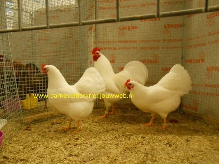 Jonge kippen, Dieren en Toebehoren, Pluimvee, Meerdere dieren, Kip