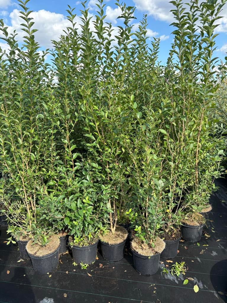 Ligustrum ovalifolium - 120/150cm, Volle zon, Vaste plant, Zomer, Ophalen