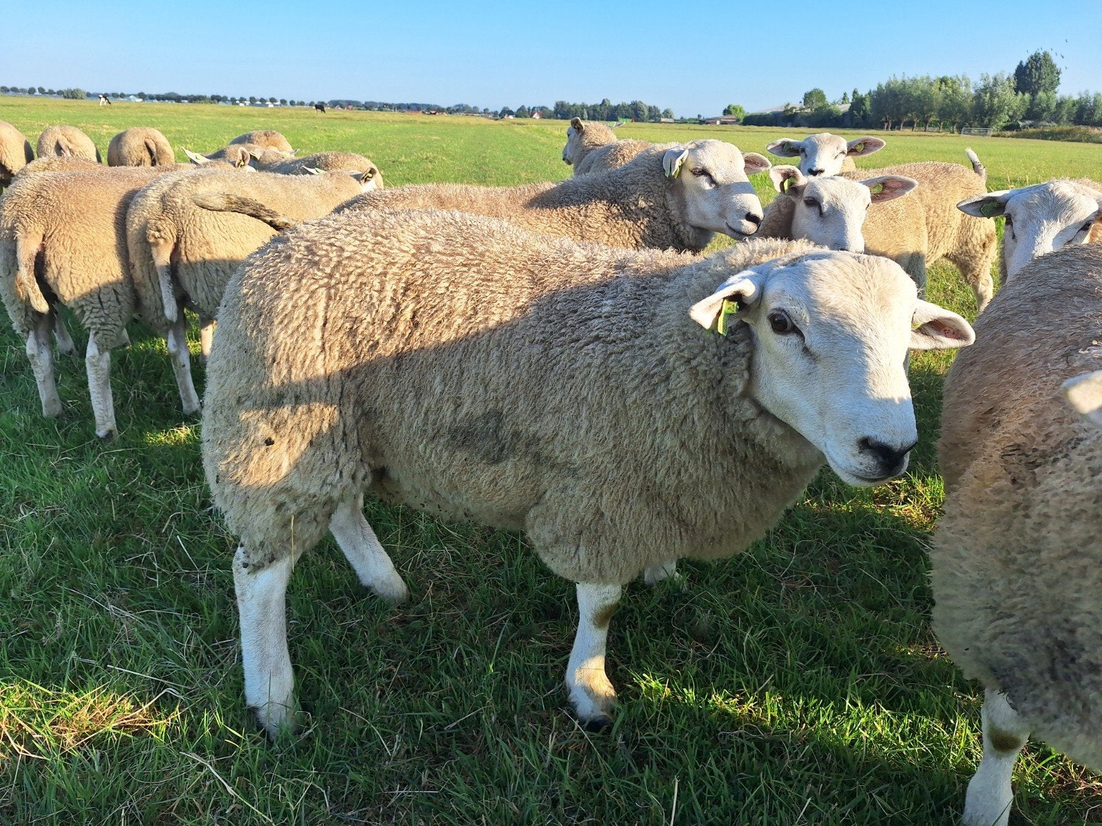 Swifter dekram 100% zuiver, Mannelijk, Schaap