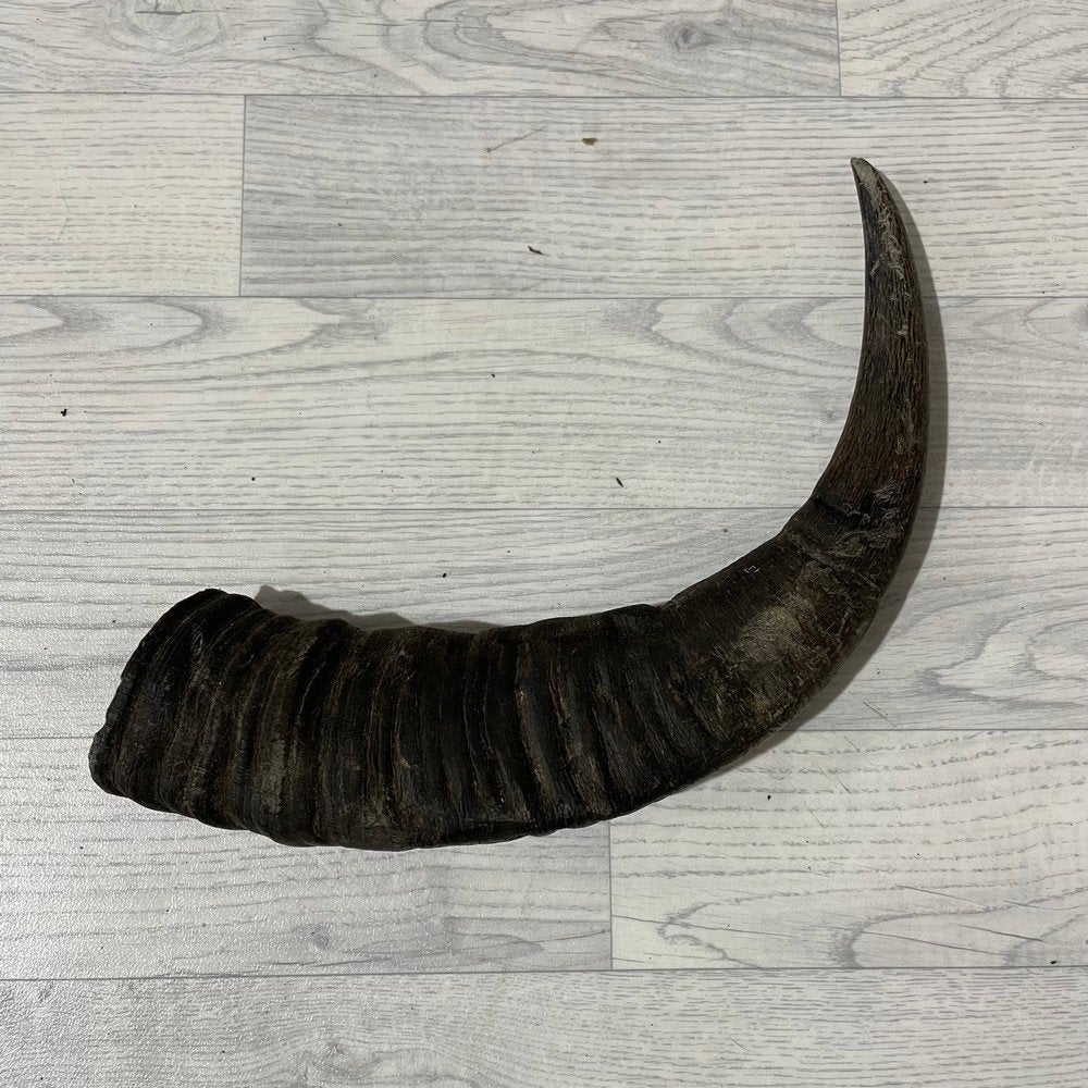 Waterbuffel hoorn los 55cm nr 306 | Lederstore, Ophalen of Verzenden, Nieuw, Boerderijdier, Gewei of Kop