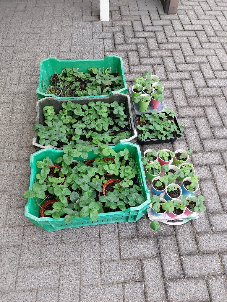 Aardbeien plantjes ( Ananasaardbei) van witte aardbeien, Ophalen, Overige soorten, Volle zon