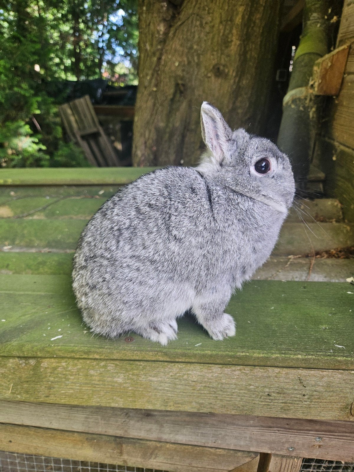 Kleurdwerg voedster chinchilla, Vrouwelijk, Dwerg