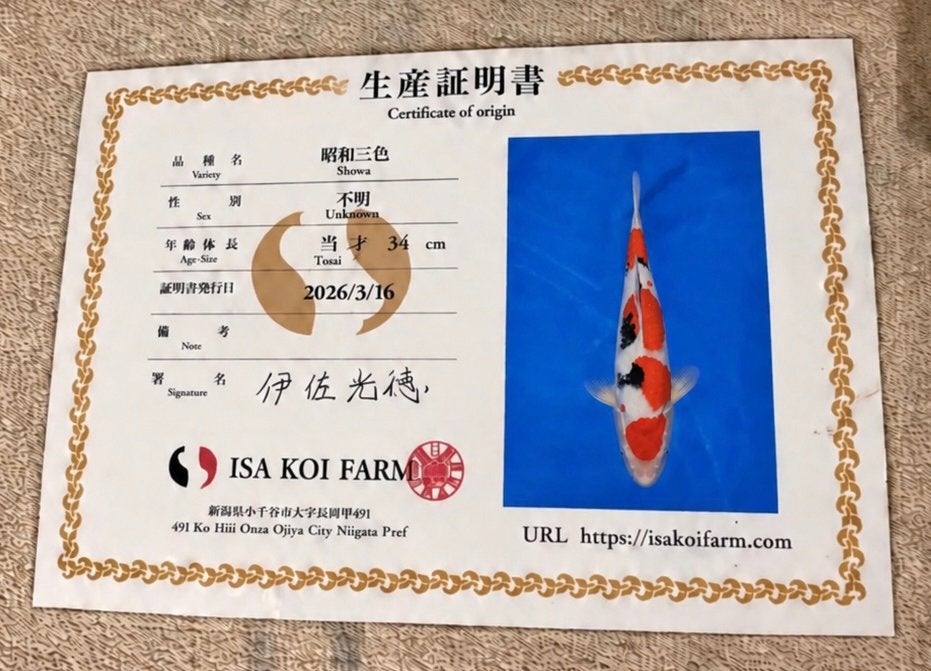 Isa koi Tancho Showa Tosai 37 cm met certificaat Showwaardig, Karper of Koi