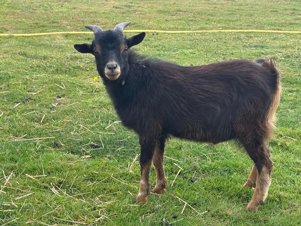 Leuk jong donker dekbokje, dwerggeit, bokje, Dieren en Toebehoren, Schapen, Geiten en Varkens, Mannelijk, Geit, 0 tot 2 jaar