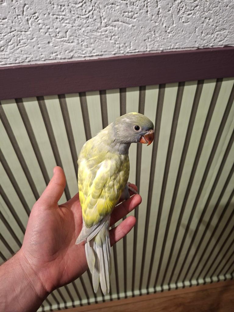 Handtamme halsbandparkiet, Meerdere dieren, Parkiet
