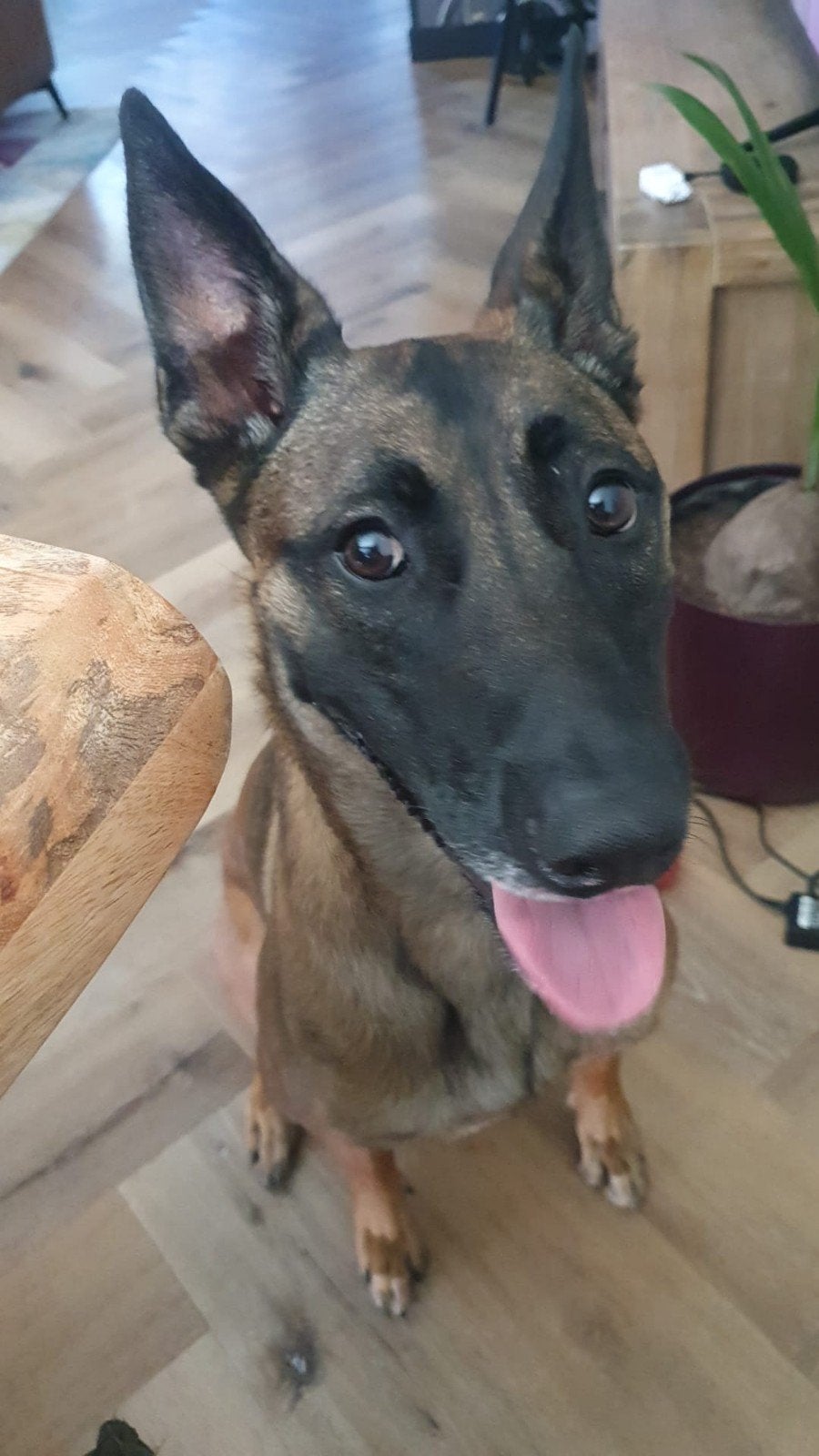 GEZOCHT nieuw baasje voor Beau, Teef, Parvo, Eén hond, 3 tot 5 jaar