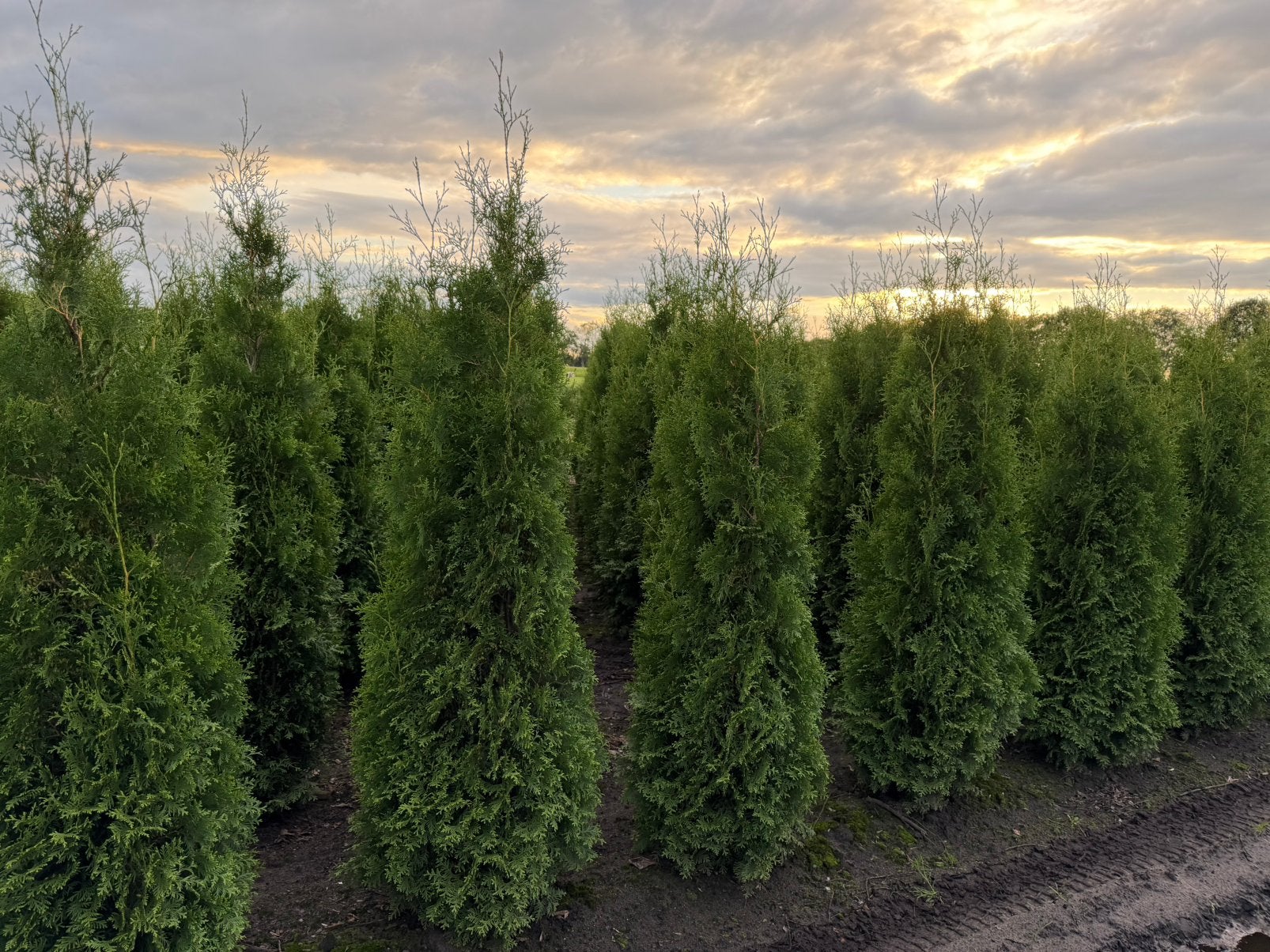 Haag coniferen tot 250 cm, Ophalen, Conifeer, 100 tot 250 cm