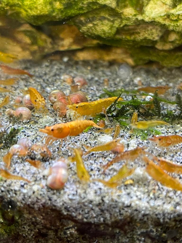 Oranje sunset garnalen, Dieren en Toebehoren, Vissen | Aquariumvissen, Kreeft, Krab of Garnaal