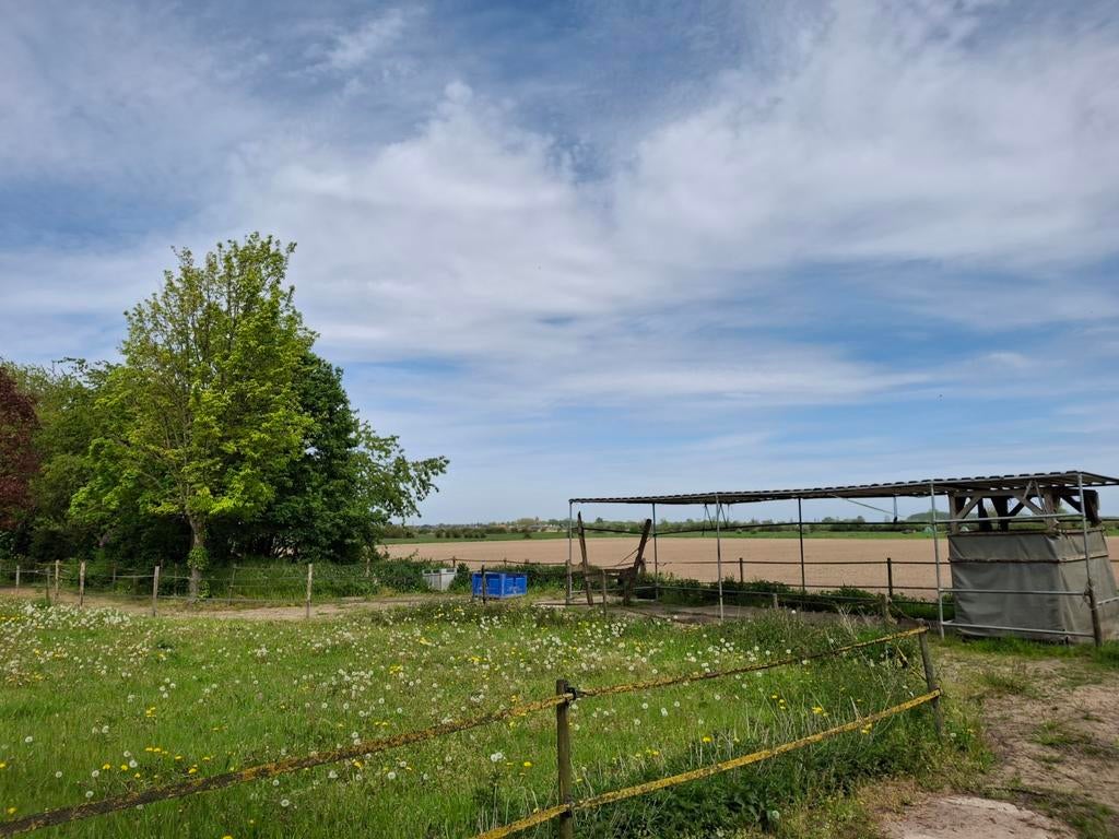 Te huur: stuk grond voor 2-4 ponies/paarden in eigen beheer, Dieren en Toebehoren, Stalling en Weidegang