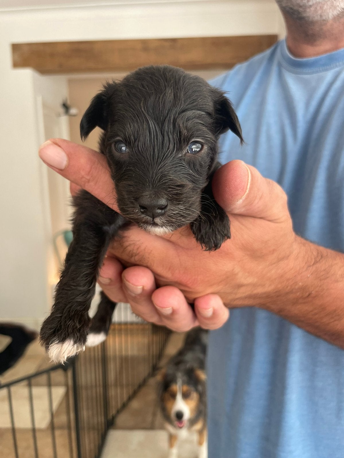 Geboren!!  Aussie / Toypoedel dus aussiedoodle, Dieren en Toebehoren, 8 tot 15 weken, Parvo, Meerdere, Meerdere dieren