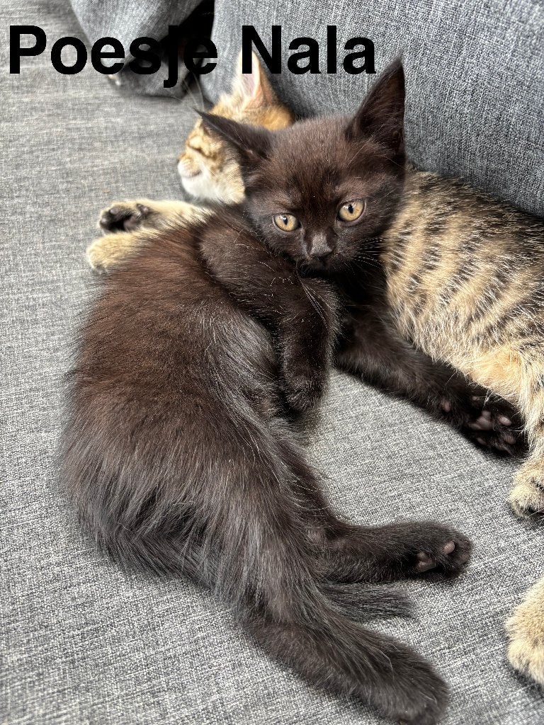 Prachtige en super lieve kittens, Dieren en Toebehoren, Katten en Kittens | Overige Katten, Meerdere dieren, Kortharig, 0 tot 2 jaar