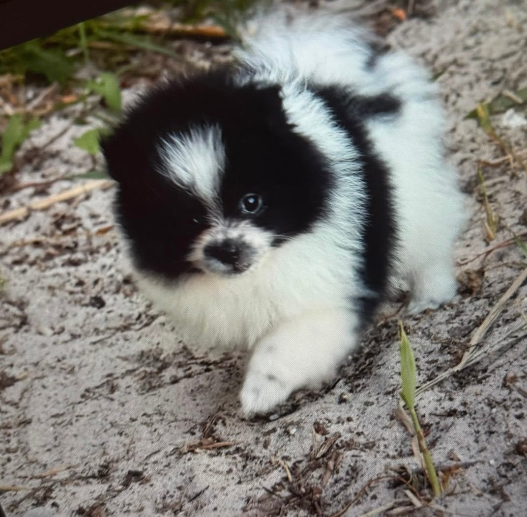 Pomeriaan(dwergkees) klein teefje zwart wit, Parvo, Keeshond, 8 tot 15 weken, Meerdere