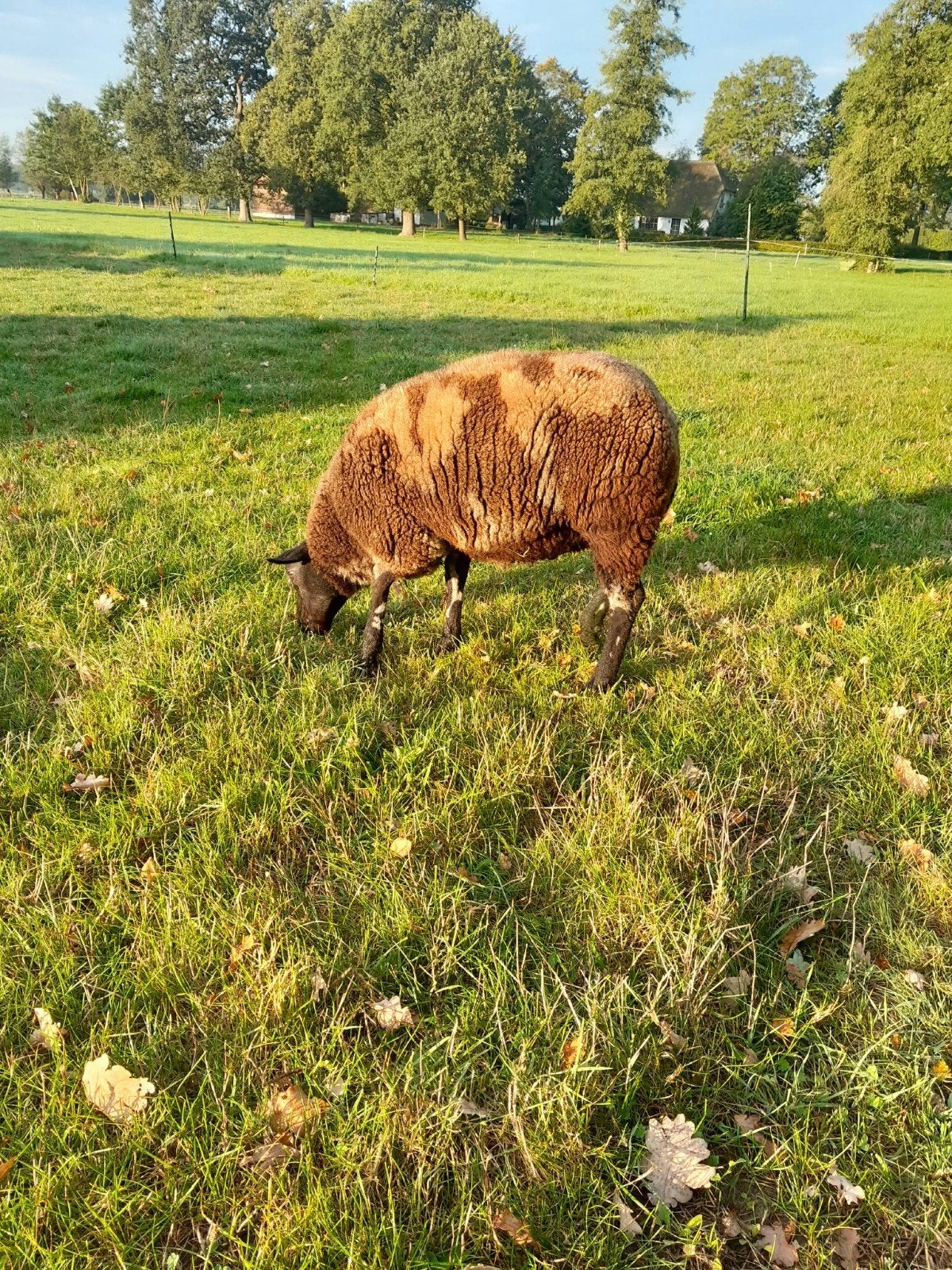 bonte dekram te koop, Dieren en Toebehoren, Mannelijk, Schaap