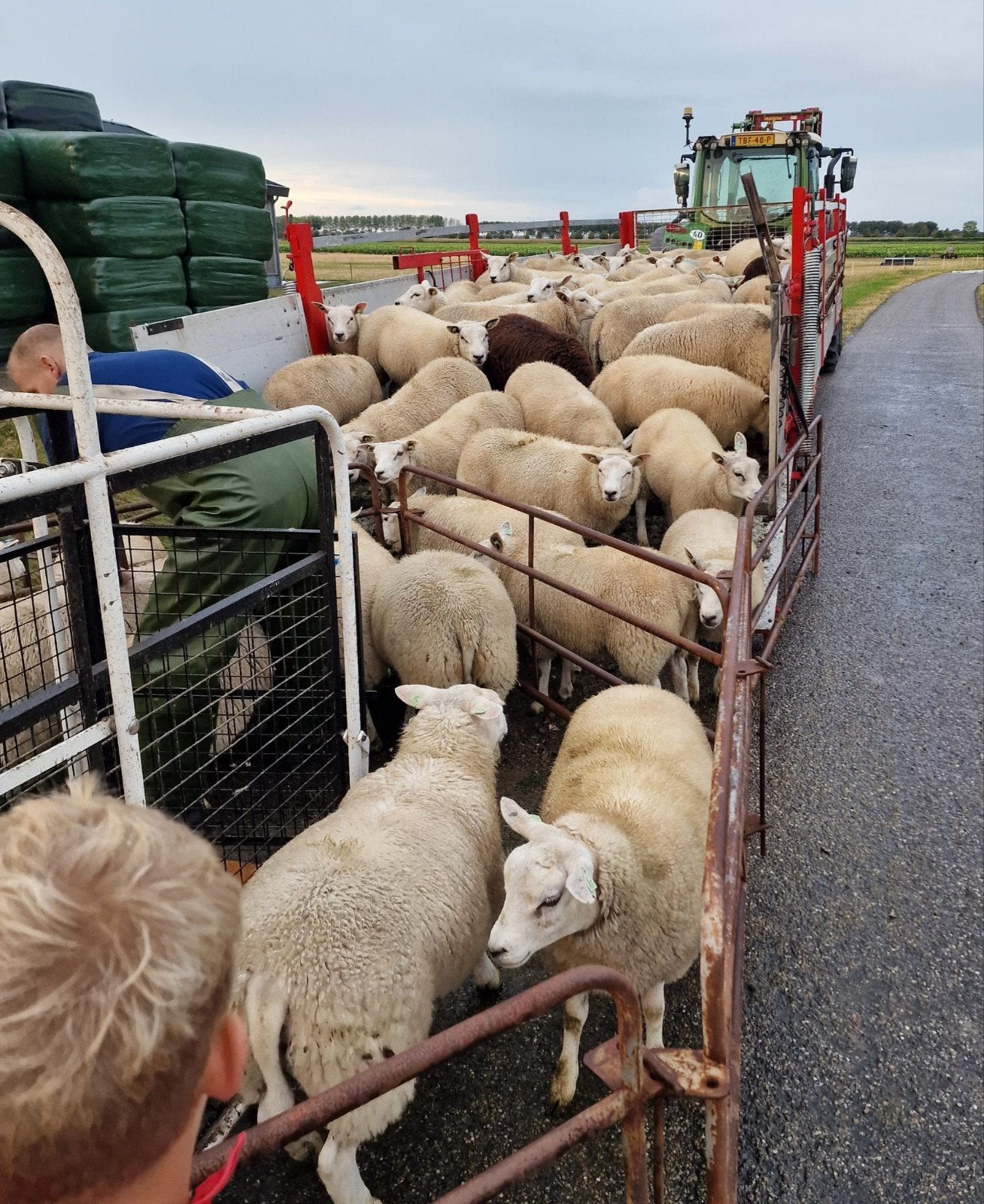 Ooilammeren kruising Engelse Texelaar/Swifter-Noordhollander, Dieren en Toebehoren, Schapen, Geiten en Varkens, Vrouwelijk, Schaap