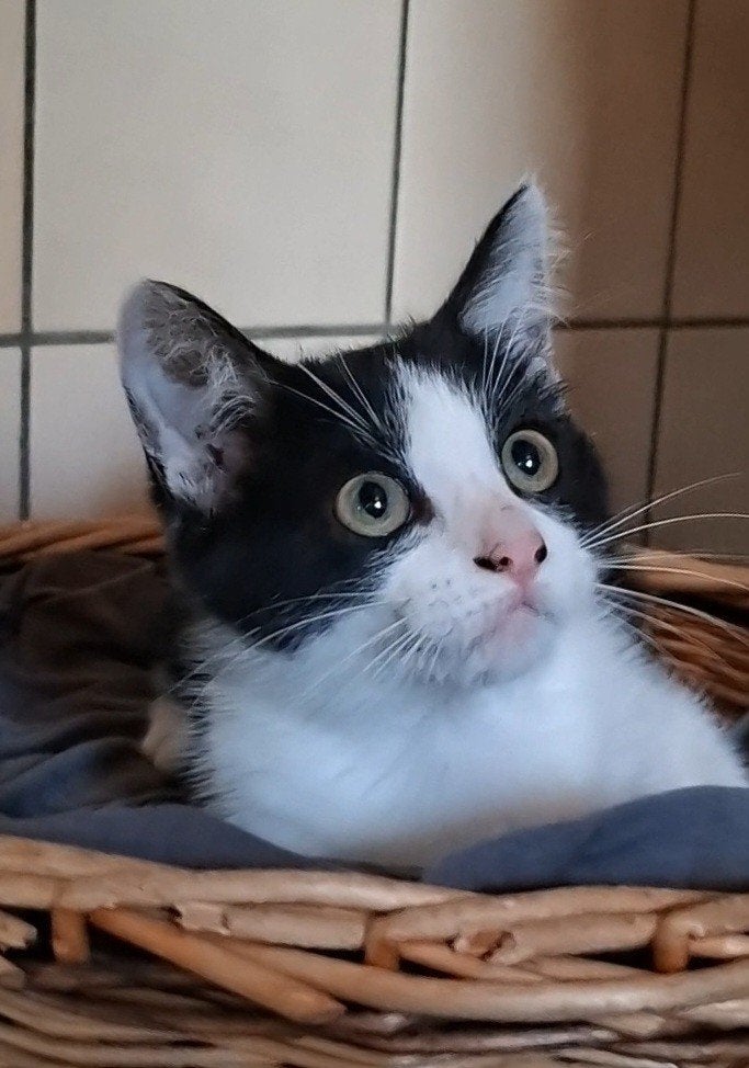 Poesje / kitten, Poes, Kortharig, 0 tot 2 jaar