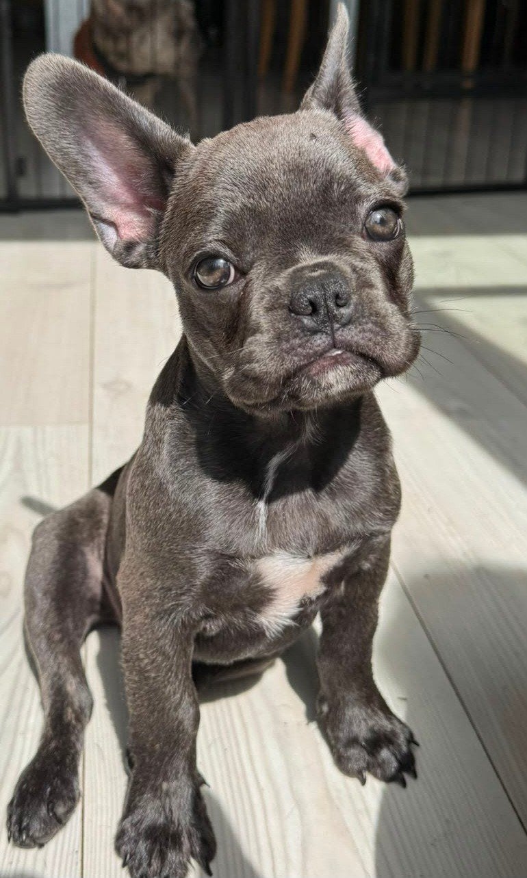 Franse bulldog. Beschikbaar teefje blauw gestremd., Dieren en Toebehoren, 8 tot 15 weken, Bulldog, Meerdere, Meerdere dieren