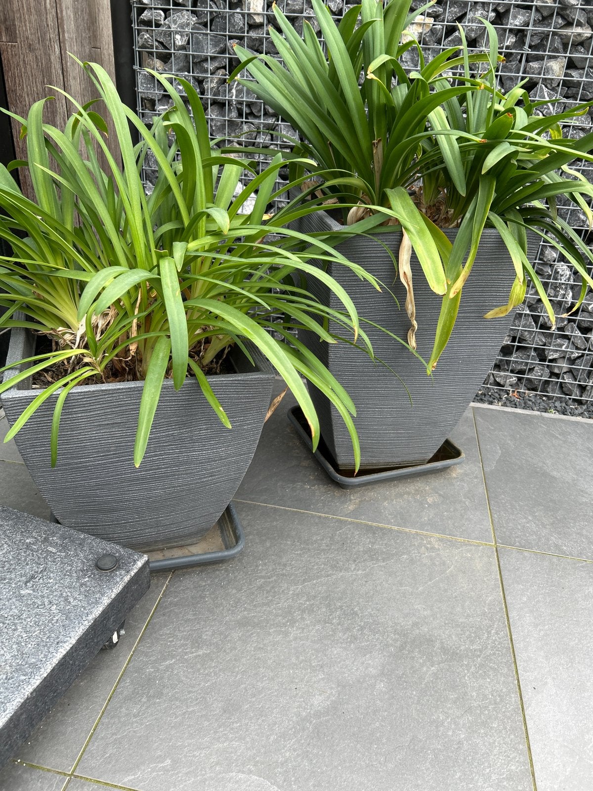 Asparagus planten in stijlvolle plantenbakken, Tuin en Terras, Ophalen, Kunststof, Gebruikt, Minder dan 60 cm