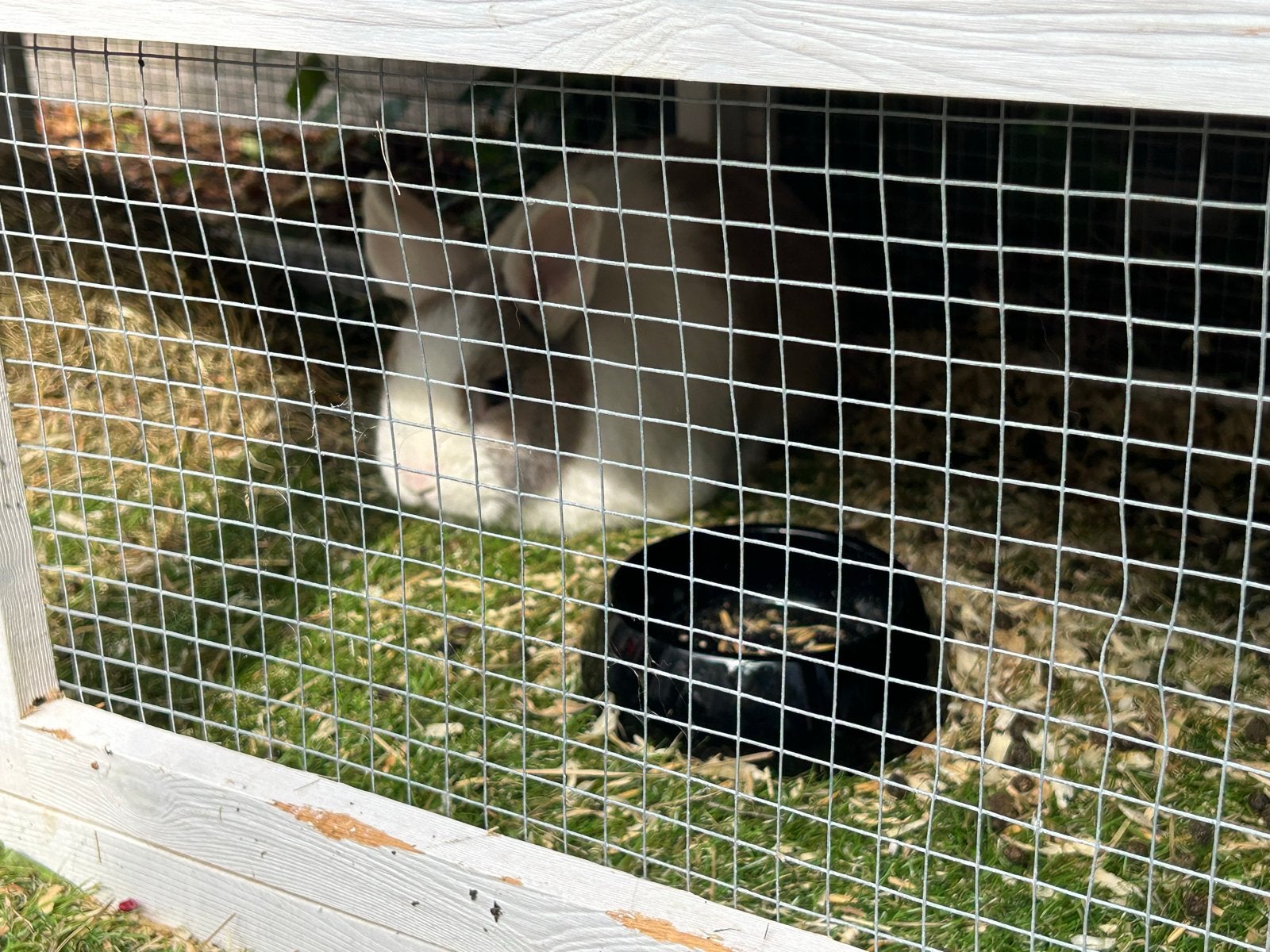 Twee gecastreerde konijnen, Dieren en Toebehoren, Konijnen, Meerdere dieren, Dwerg, 0 tot 2 jaar