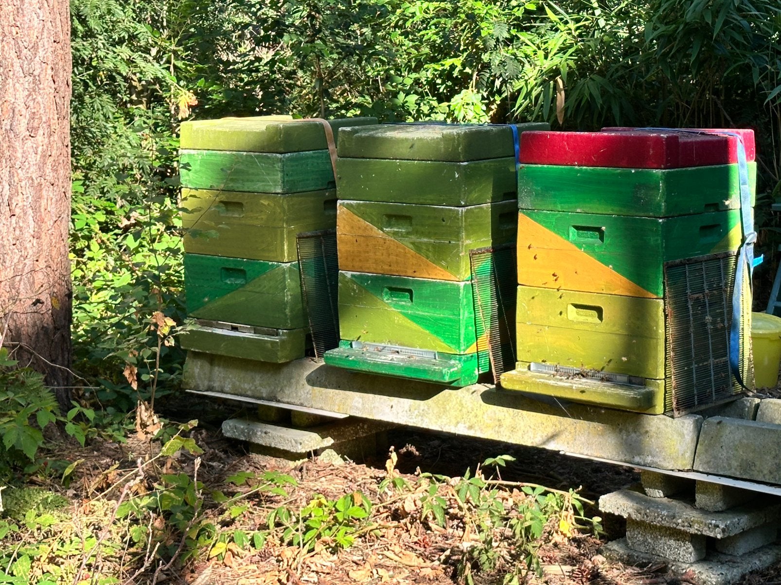 Bijen volken met kast, Dieren en Toebehoren, Bijen