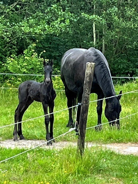 fries merrieveulen en fries hengstveulen, Met stamboom, Niet van toepassing, Dressuurpaard, 0 tot 2 jaar