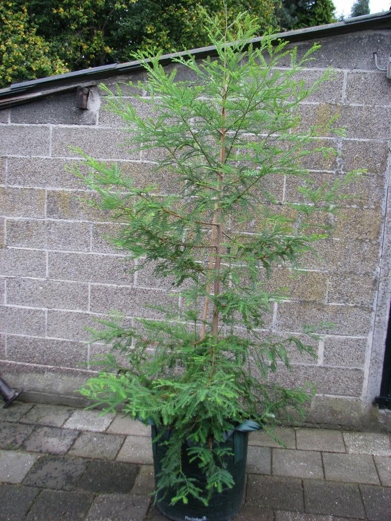 Coast Redwood / Sequoia sempervirens boom: 3000 jaar oud!, Bloeit niet, Halfschaduw, Overige soorten, 100 tot 250 cm