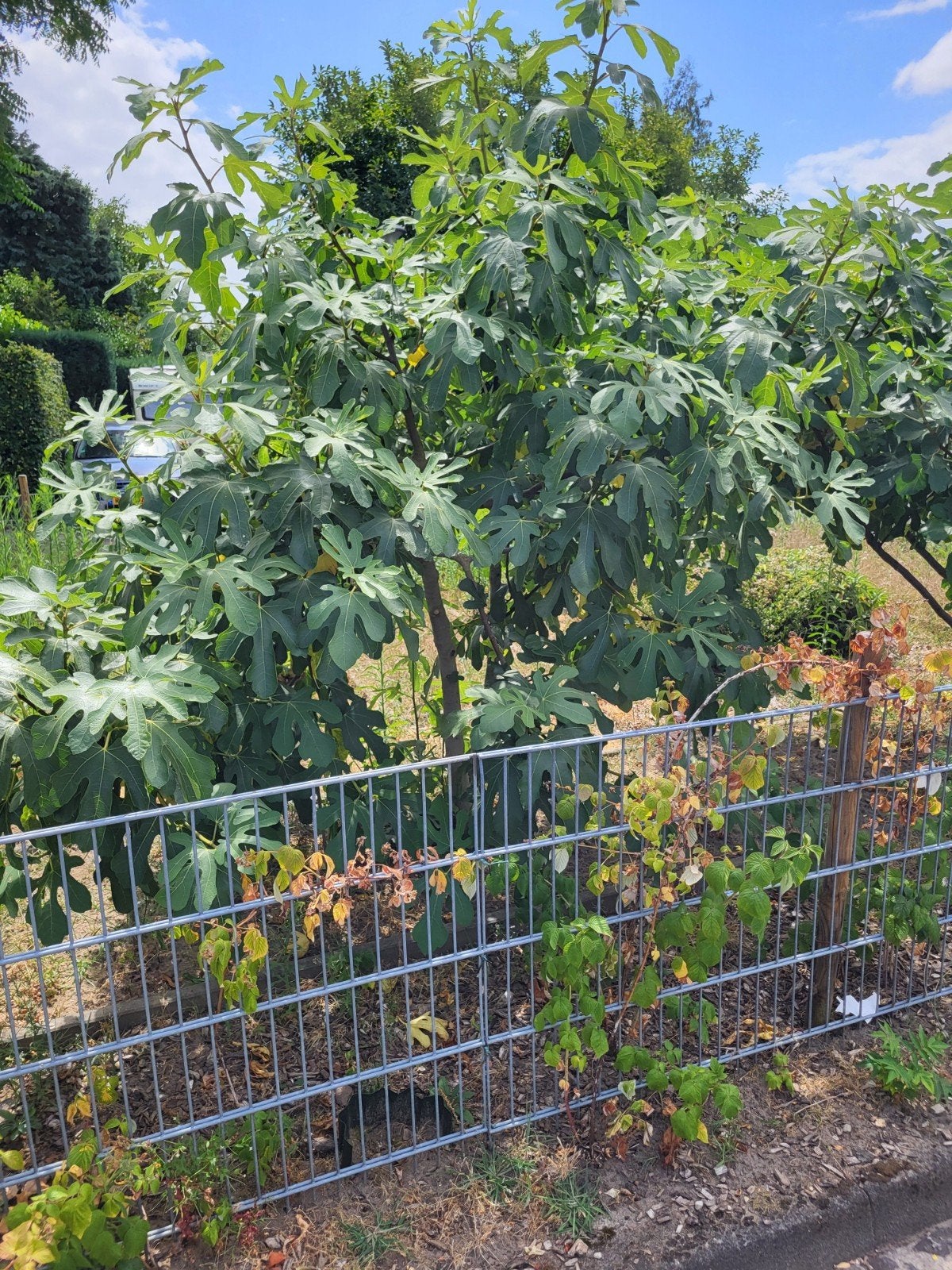Vijgenboom 4 stuks, Tuin en Terras, Planten | Bomen, Ophalen, Bloeit niet, Volle zon, Overige soorten