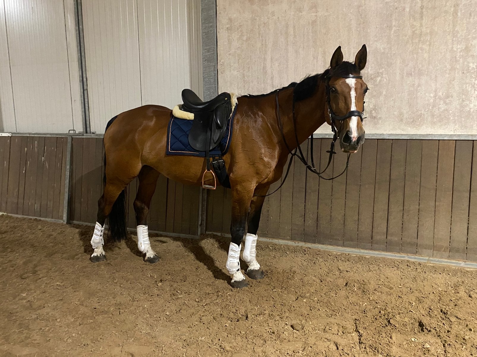 Te koop: Recreatie merrie 1.70m, Dieren en Toebehoren, Paarden, 170 tot 175 cm, 11 jaar of ouder, Recreatiepaard, Merrie