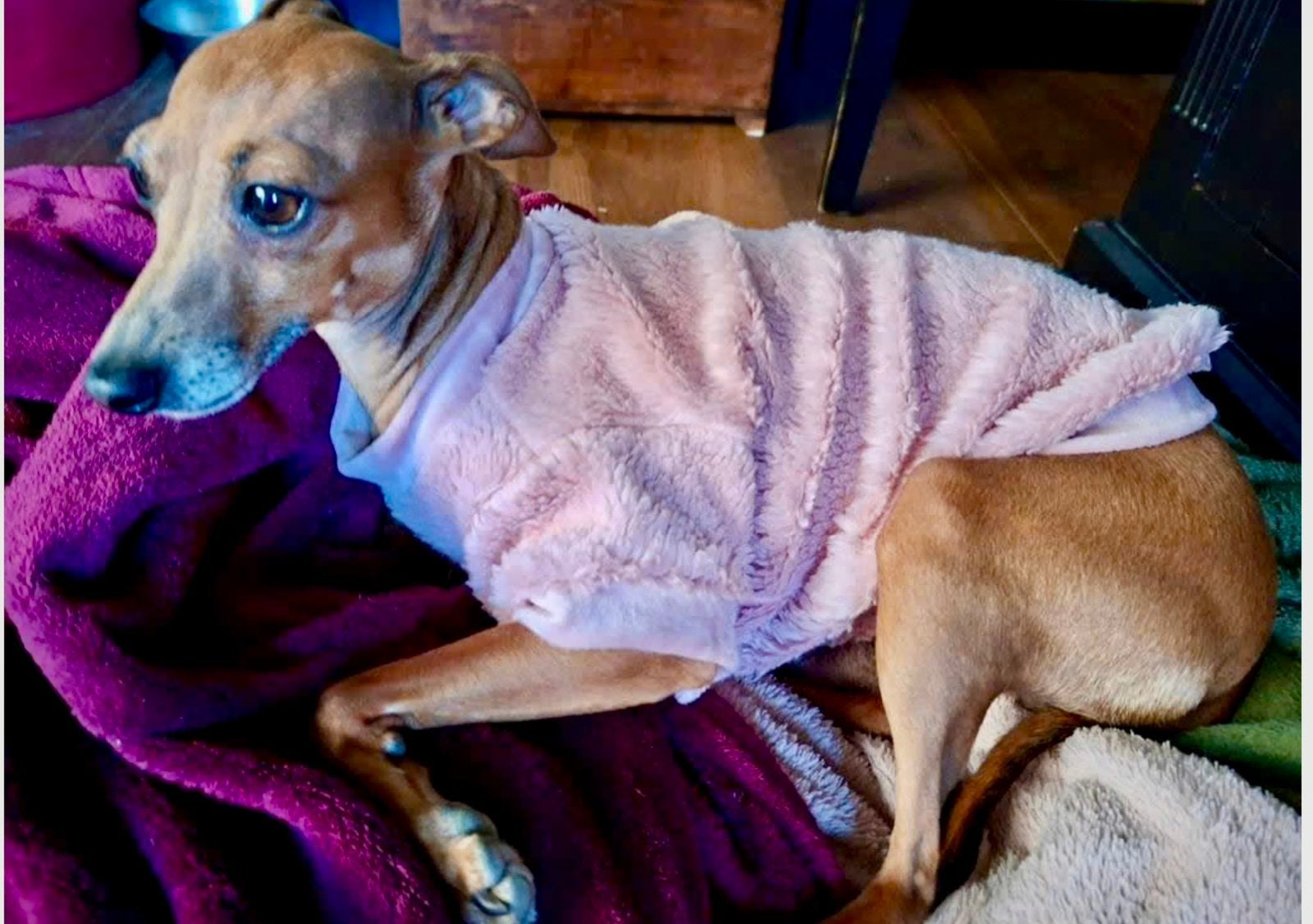 HANDMADE hondentrui Xolo Windhond Teckel Pup Boomer York Pom, Ophalen of Verzenden, Nieuw, Hondentrui, Elastische pasvorm
