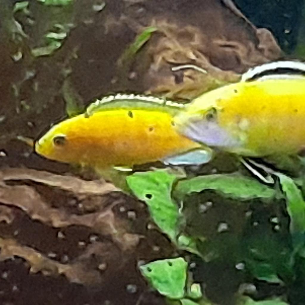 5x Labidochromis caeruleus yellow cichliden te koop, Dieren en Toebehoren, Ophalen of Verzenden, Golfballen frl, Marcel.weiland@hotmail.com