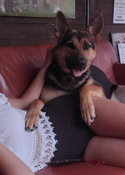 Lieve mooie Duitse herder teef 5 jaar, Dieren en Toebehoren, Honden | Herdershonden en Veedrijvers, Teef, Herder, Particulier