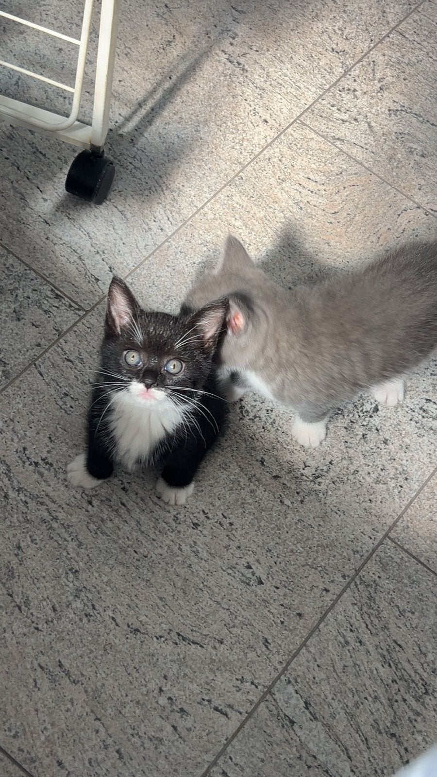 Kittens te koop, Dieren en Toebehoren, Meerdere dieren
