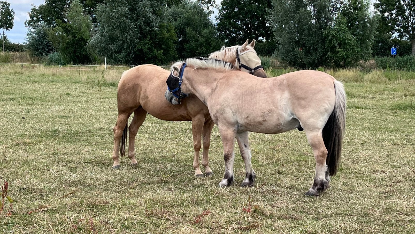 Gezocht  perceel met stal en weiland, Weidegang, 4 paarden of pony's of meer
