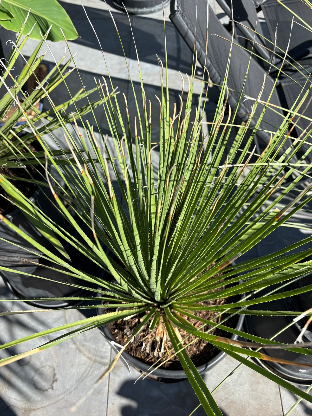 Prachtige dasylirion serratifolium in ruime pot aangeboden!, Volle zon, Vaste plant, Zomer, Ophalen