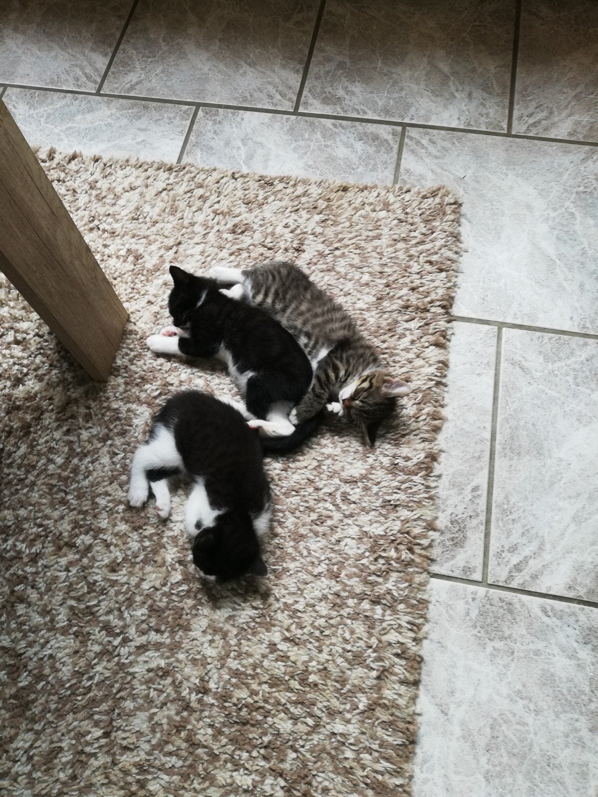 kittens, Dieren en Toebehoren, Katten en Kittens | Raskatten | Korthaar, Kater, 0 tot 2 jaar