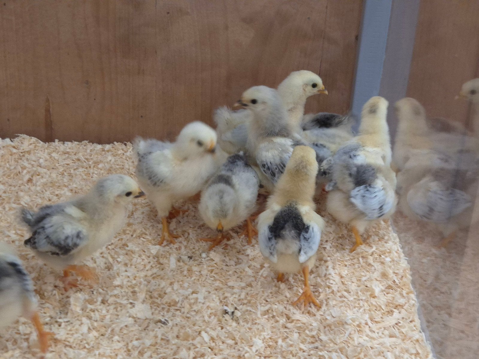 Wyandotte kriel kuikentjes, Dieren en Toebehoren, Pluimvee, Geslacht onbekend, Kip