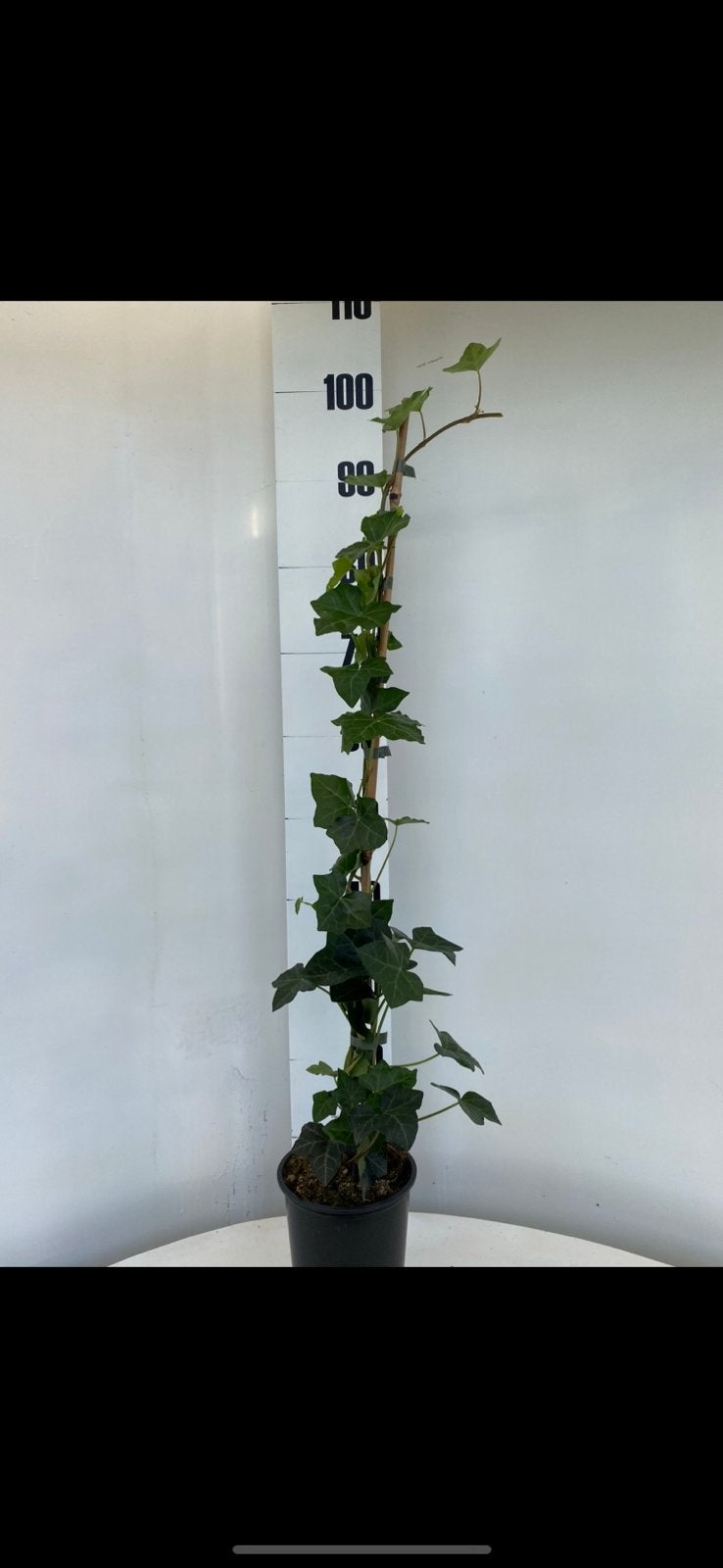 Klimop - hedera hibernica, Ophalen, Overige soorten, Haag, 100 tot 250 cm