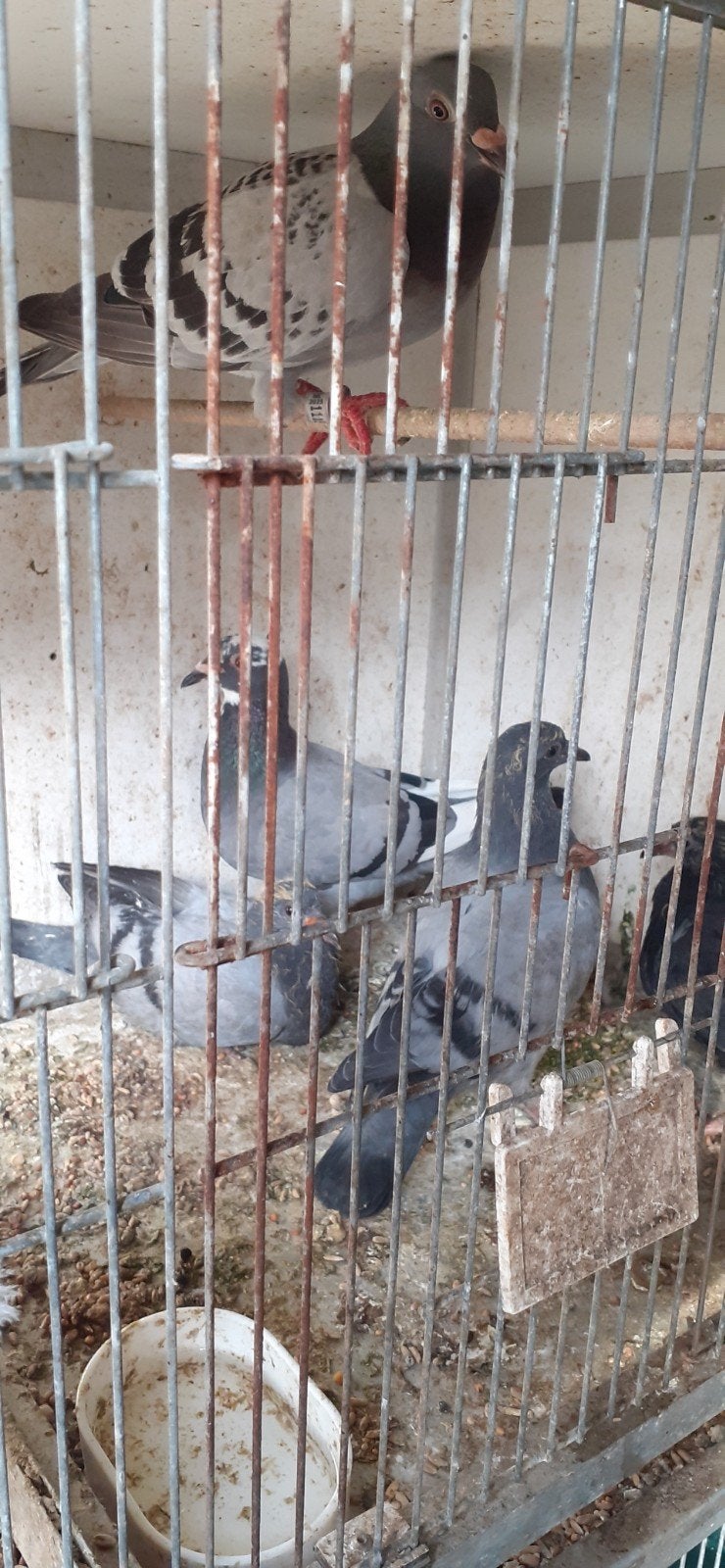 Vier jonge Postduiven en twee duivinnen/de moeders, Meerdere dieren, Postduif