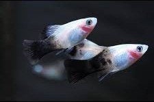 Panda Platy – Xiphophorus maculatus – Koidream Valburg, Vis, Zoetwatervis