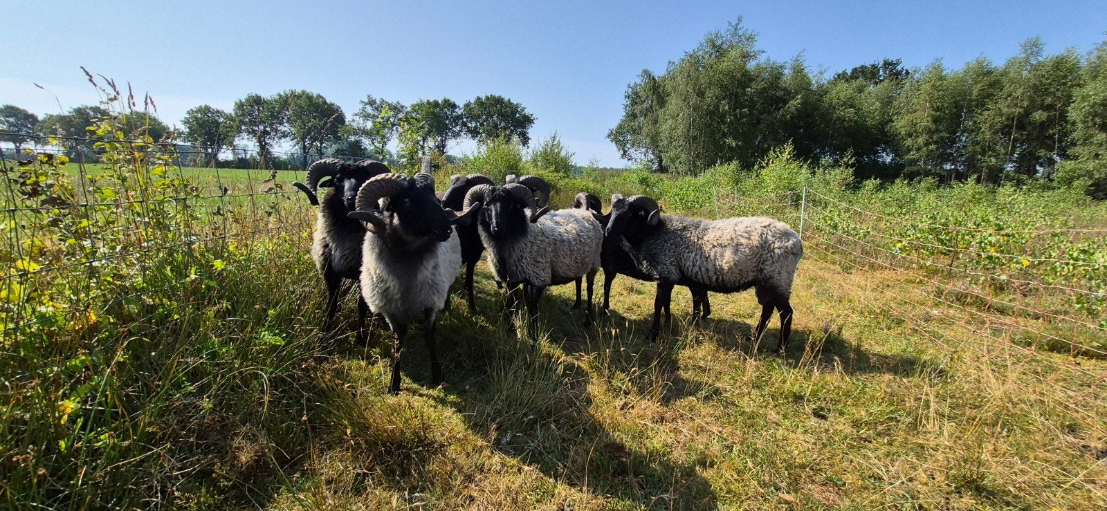 heidschnucke rammen, Mannelijk, Schaap