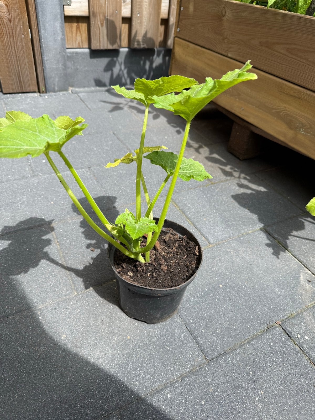 Groene Courgette Plant - Klaar voor Moestuin, Ophalen, Volle zon, Groenteplanten, Eenjarig