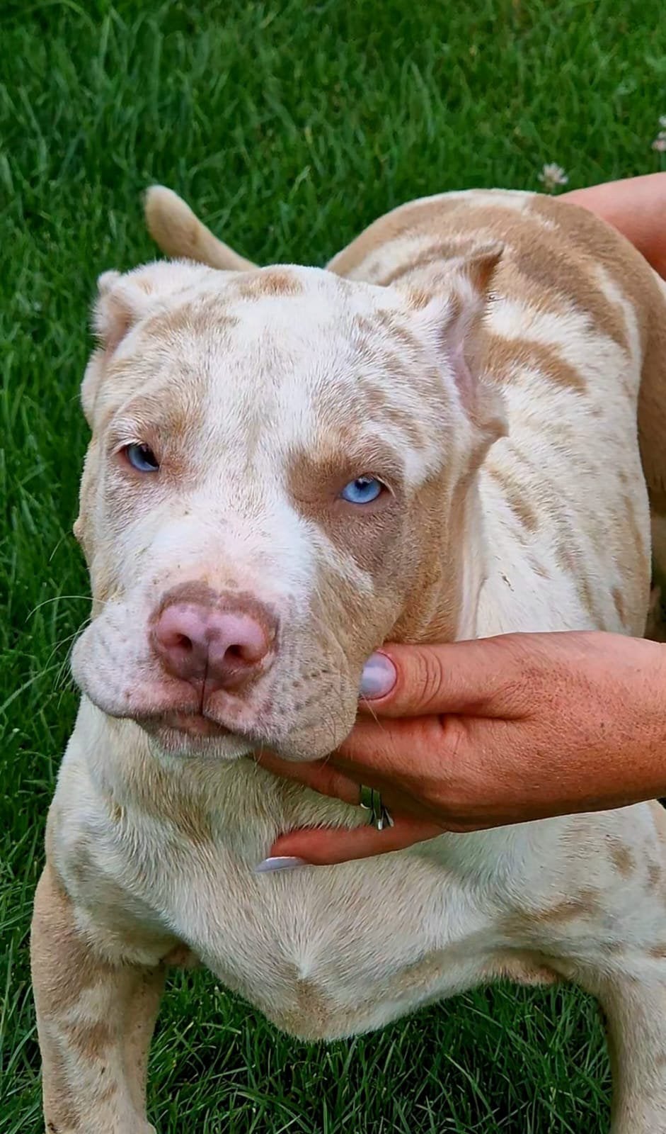 American bully XL, Particulier, 15 weken tot 1 jaar, Overige rassen, Buitenland