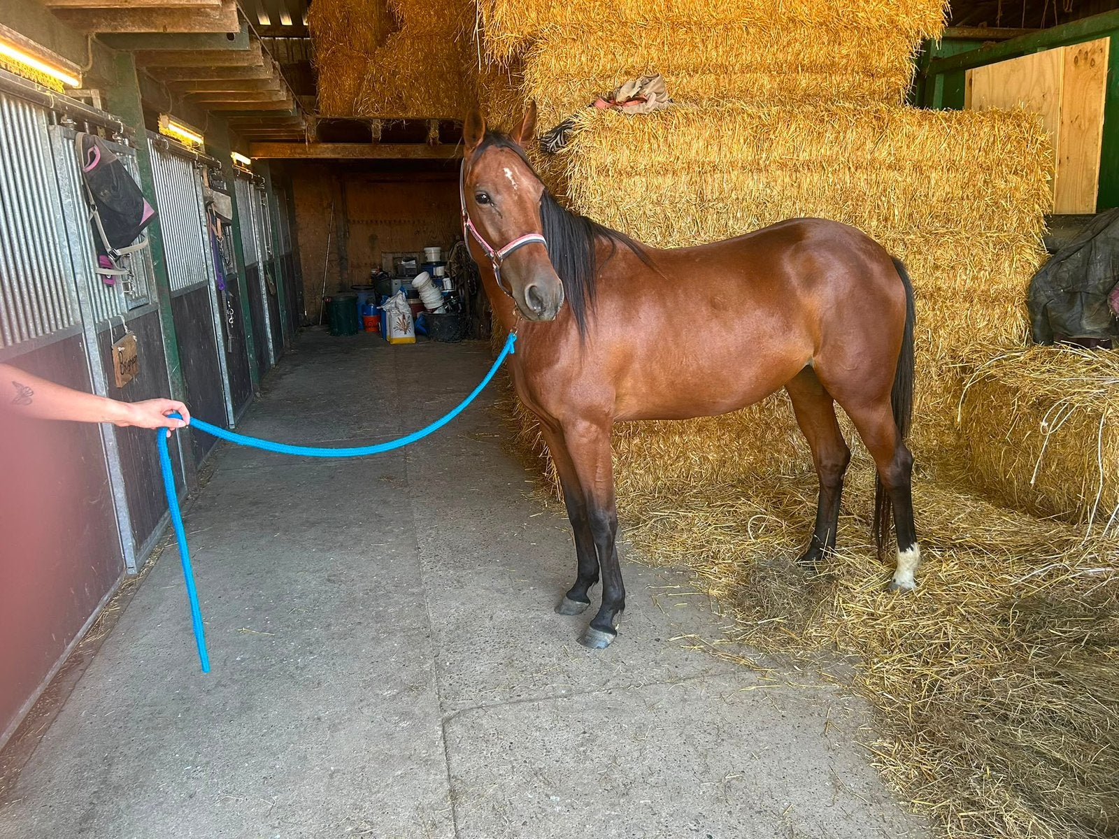 Drie jarige merrie, 3 tot 6 jaar, Onbeleerd, Recreatiepony, Merrie