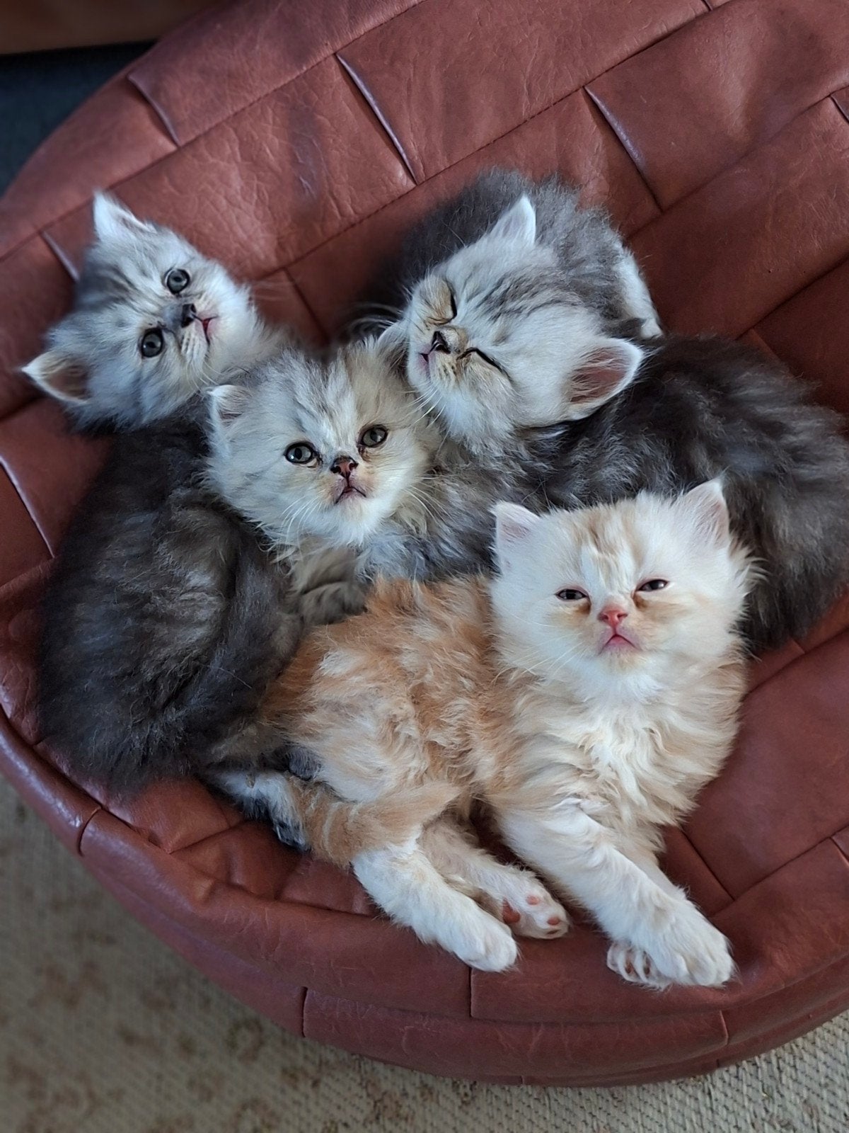Prachtige en lieve britse langhaar kittens, Dieren en Toebehoren, Meerdere dieren, Langharig, 0 tot 2 jaar