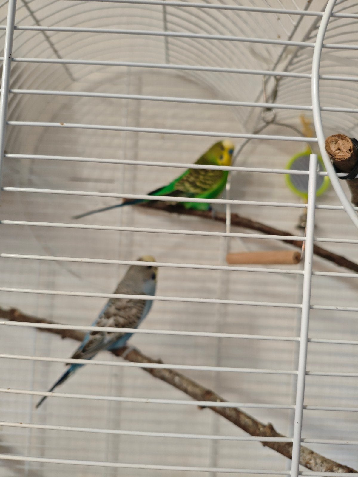 twee parkieten met kooi, Dieren en Toebehoren, Meerdere dieren, Geringd