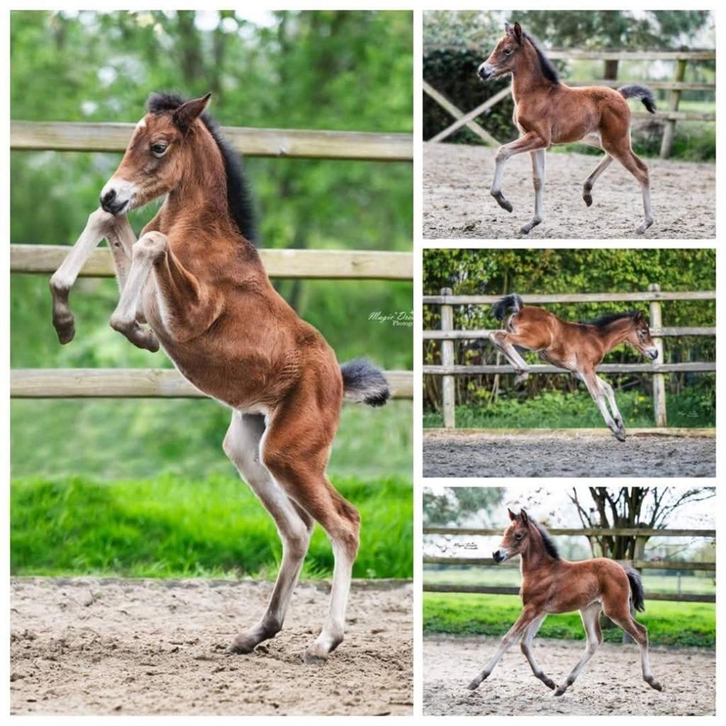 PRE Merrie en twenter Cruzado pony, Dieren en Toebehoren, Merrie, Minder dan 160 cm, Met stamboom, B