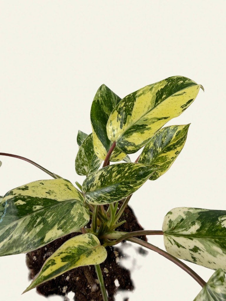 Philodendron Emerald Queen p12, Huis en Inrichting, Kamerplanten, Ophalen of Verzenden, In pot, Halfschaduw, Minder dan 100 cm